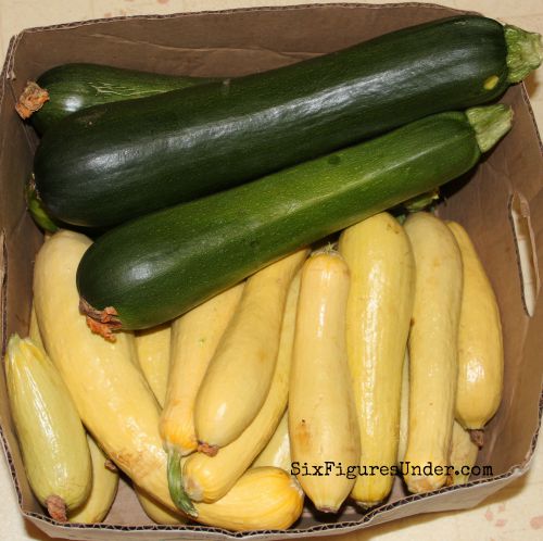 About 18 pounds of zucchini, enough to fill a dehydrator with shredded summer squash