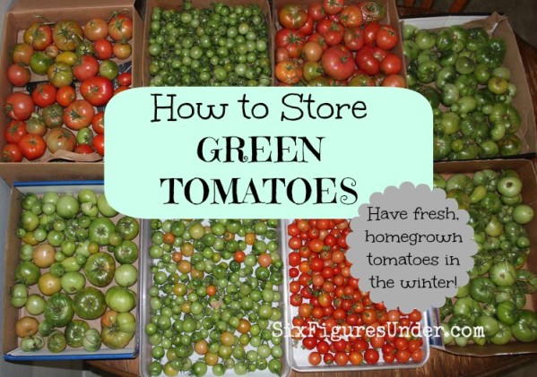 storing green tomatoes